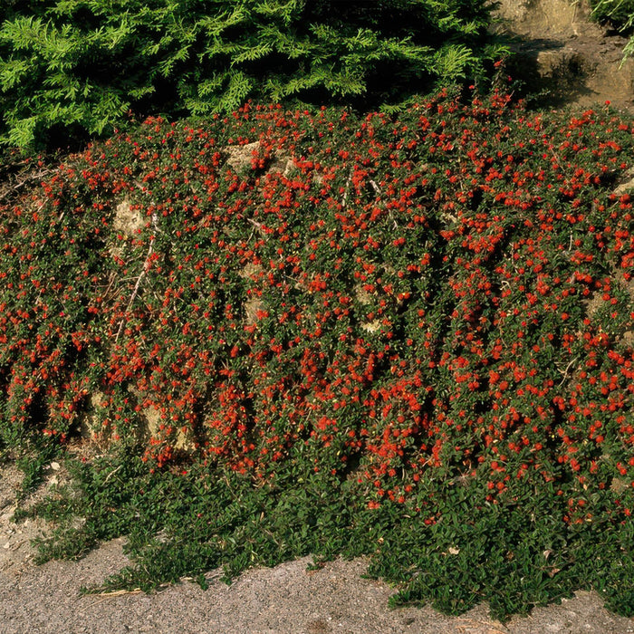 Cotoneaster pr. 'Queen of Carpets' - ↕25cm - Ø9cm - 12x