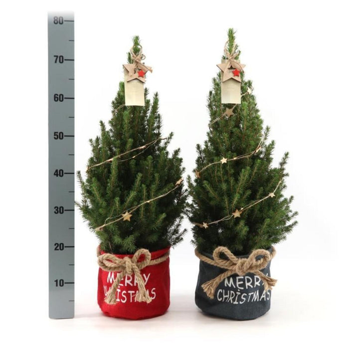 Kleine Kerstboom in Xmas Bag blauw - ↕70cm - Picea Glauca Conica - Star lighting including batteries