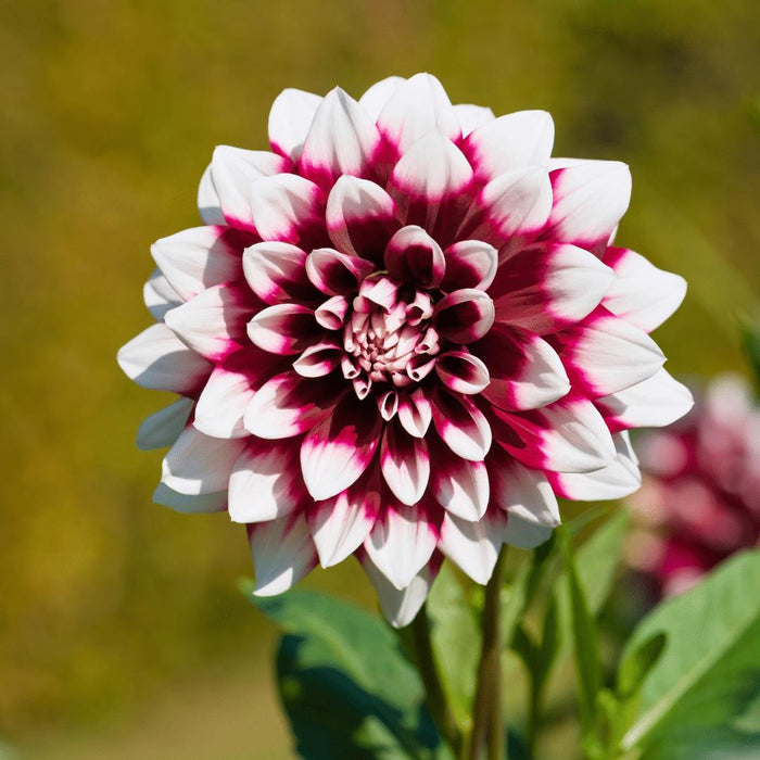 Flowerbulbs Amsterdam Super Mix - 2x pakket van 8 verschillende dahlia's, 16 stuks in totaal, 2,5 m² dahlia plezier