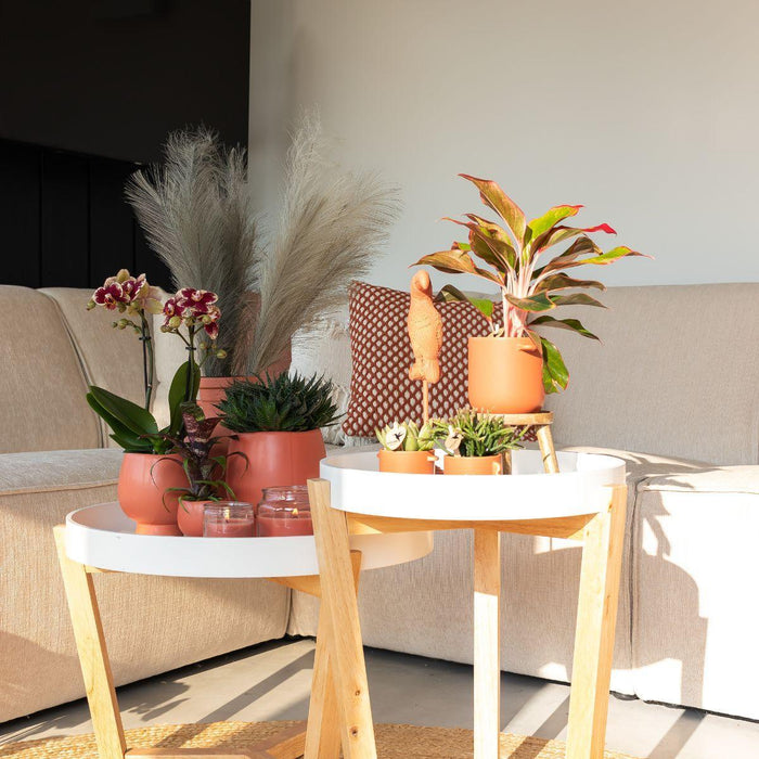 Kolibri Orchids | Planten set Scandic terracotta - met oranje Phalaenopsis Orchidee Ø9cm en Succulent Miranda Ø6cm - incl. keramieken sierpotten | potmaat Ø6-9cm