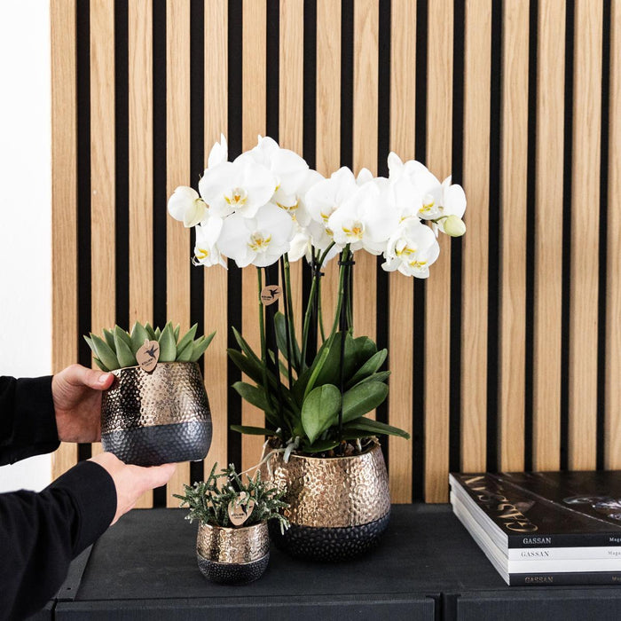 Kolibri Orchids I COMBI DEAL van 2 witte Phalaenopsis orchideeën - potmaat Ø12cm | bloeiende kamerplant - vers van de kweker