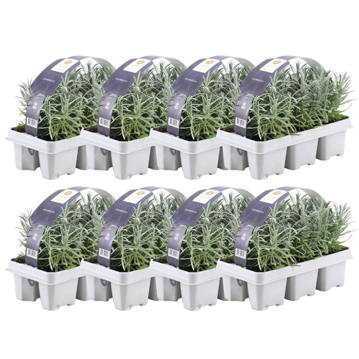 8 x 6er set Lavendel angustifolia - 48 x Ø7 cm - ↕15 cm