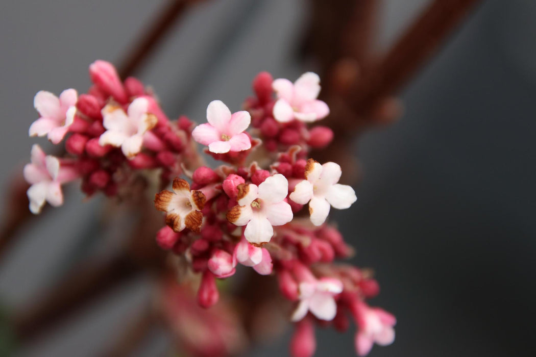 Viburnum bodnantense 'Dawn' - ↕180cm - 1 pcs