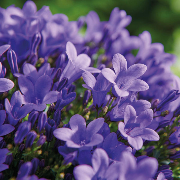 Campanula Addenda - Klokjesbloem paars potmaat 12cm - 1m2 bodembedekker - 6 stuks - Ambella purple - tuinplanten - winterhard