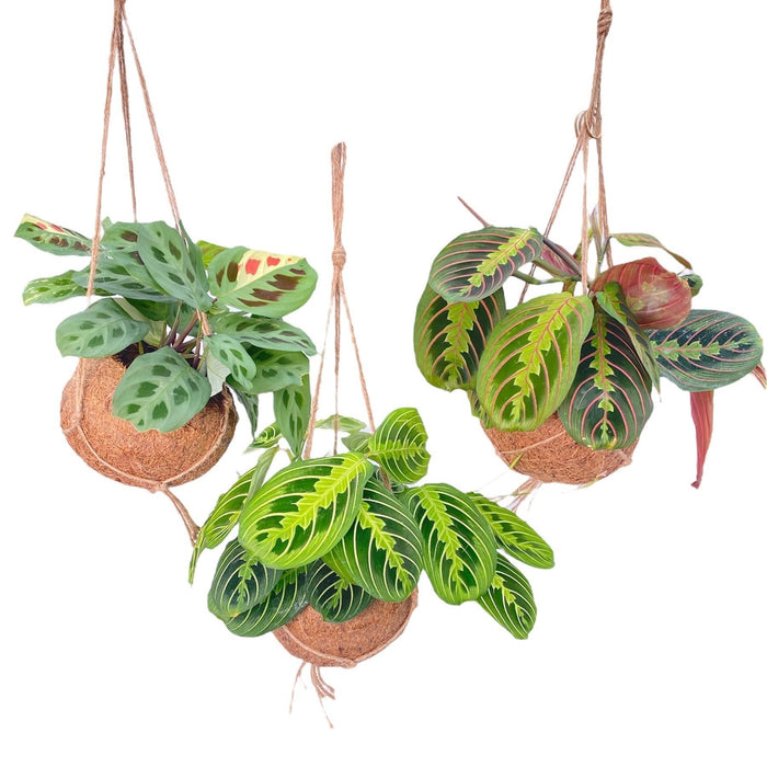 Kokodama Maranta Mix - 3 stuks - ↕20cm - Ø15cm