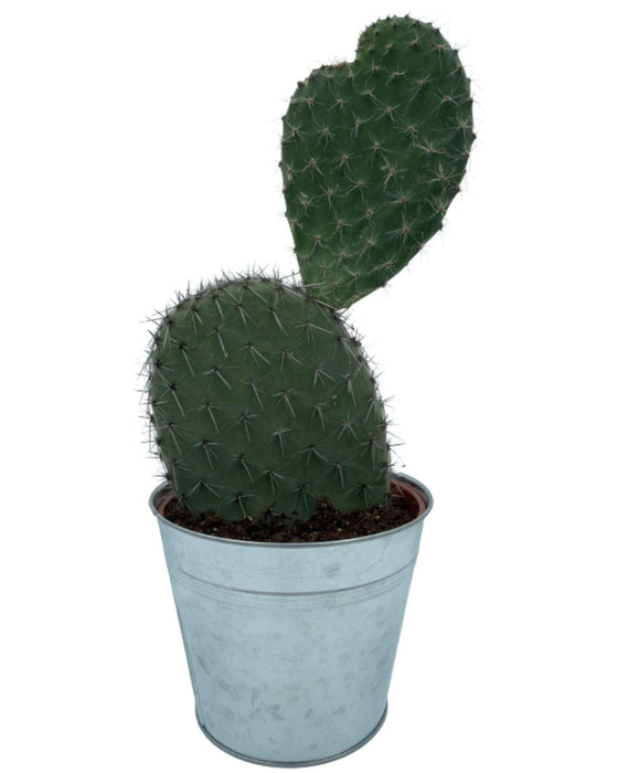 Cactus- Opuntia Vijgcactus - ↕30-40cm - Zinc - Ø18 cm