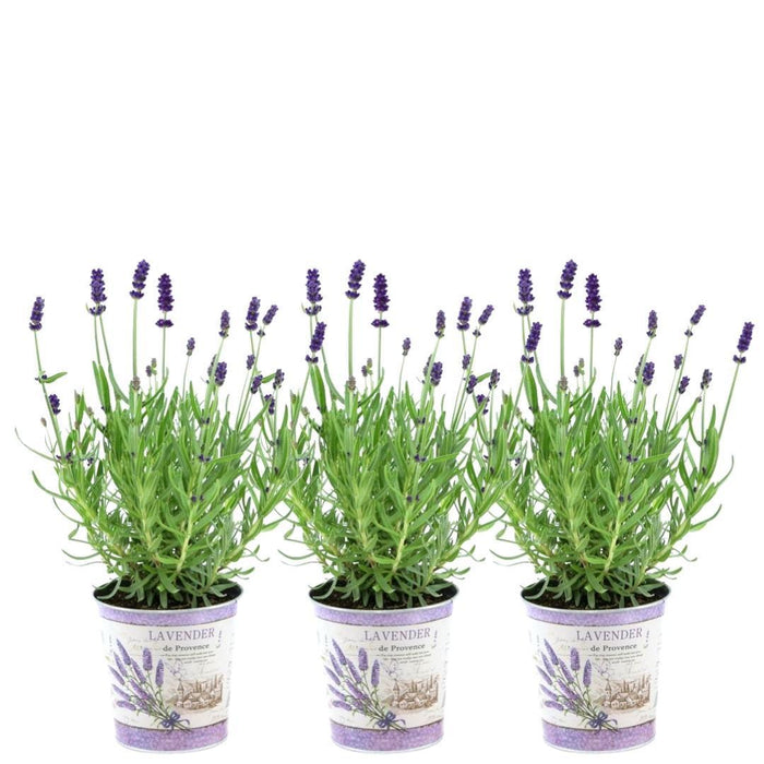 Plants by Frank - Lavandula angustifolia Felice® in 'Lavendelprint' sierpot - 13 cm pot - set van 3 echte Lavendels in Sierpot