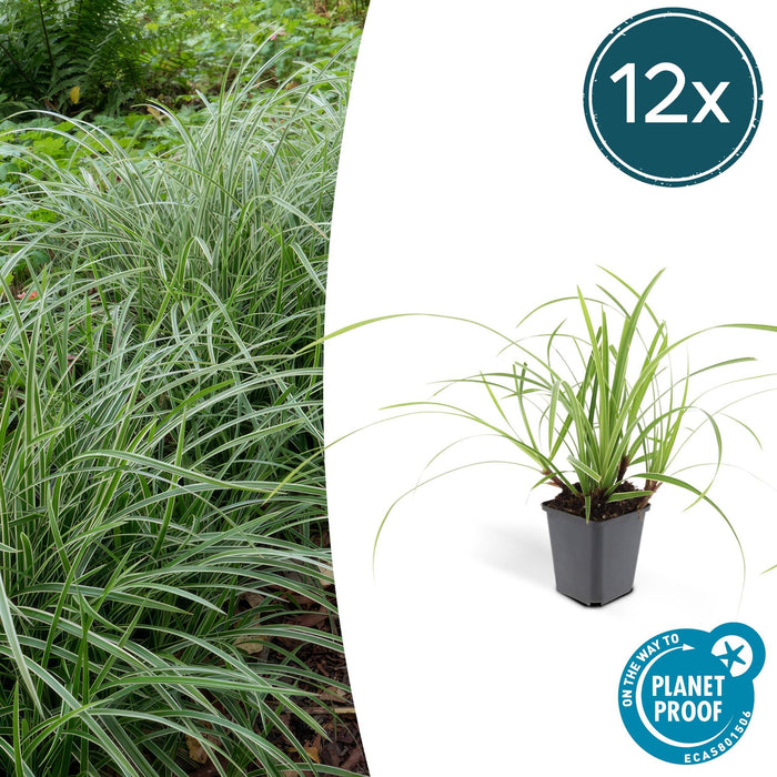 Carex morrowii 'Ice Dance' - ↕10-25cm - Ø9cm - 12x