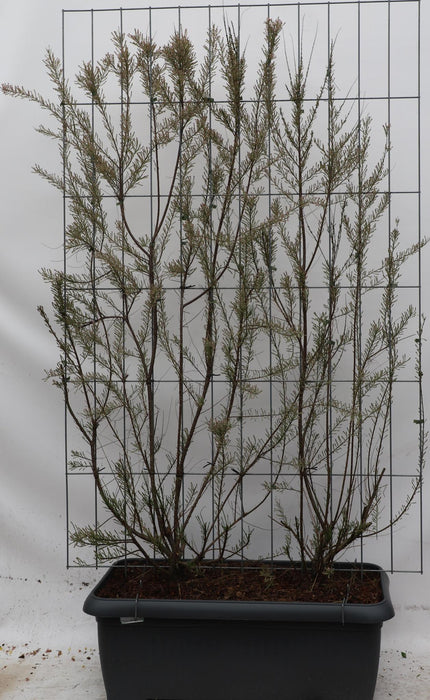 Tamarix Tetrandra - ↕180cm - 1 pcs