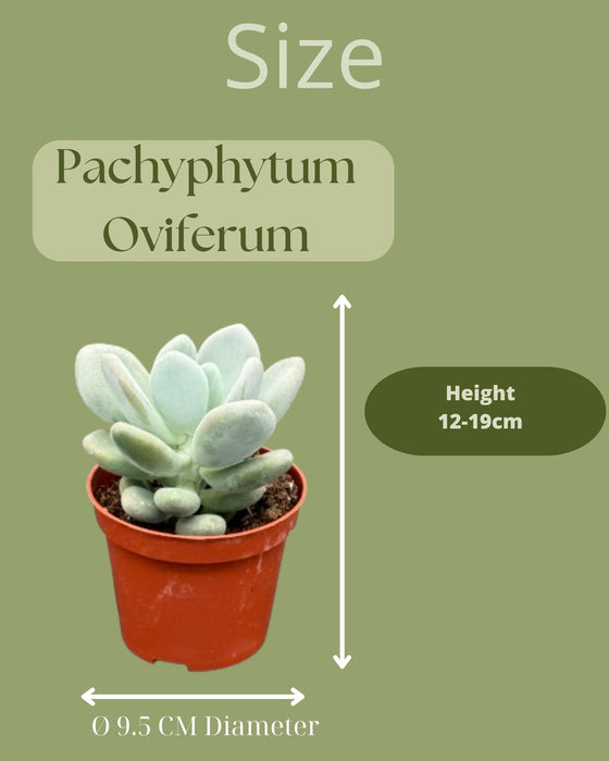 Succulenten- Pachyphytum Oviferum- 8.5cmØ- ↕️12-17cm hoog- 3stuks  - Gekleurd Zink