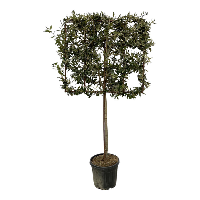 Quercus ilex boom op rek - 225 cm - Ø40cm