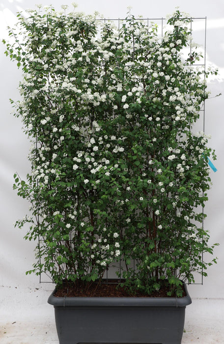 Spiraea vanhouttei - ↕180cm - 1 pcs