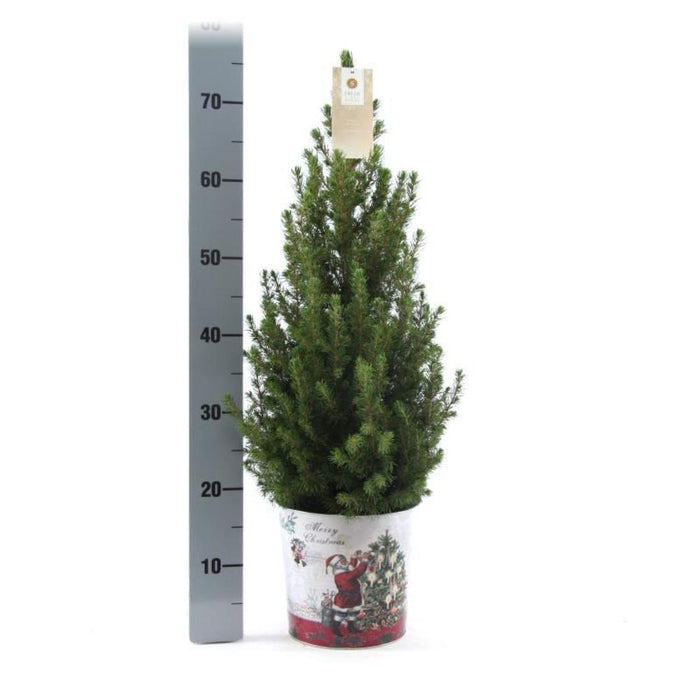 Kleine Kerstboom in Kerstmis sierpot - ↕70cm - Picea Glauca Conica - Standalone