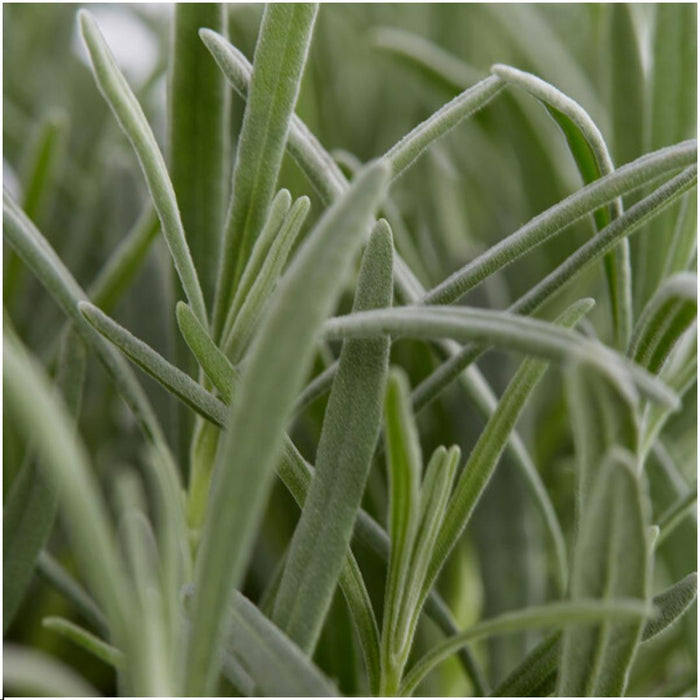 12 x 6er set Lavendel angustifolia - 72 x - ↕15cm - Ø7cm