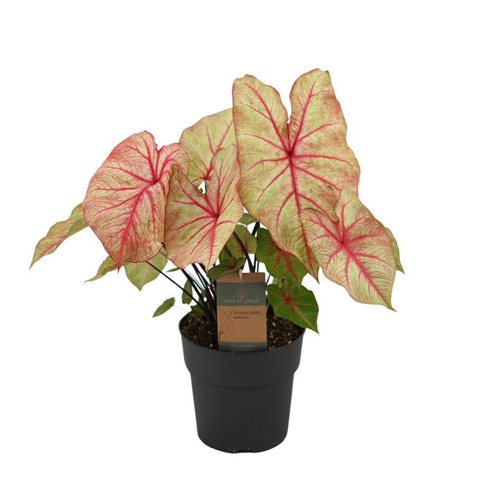 Caladium Autumn Beauty - ↕65cm - Ø21cm