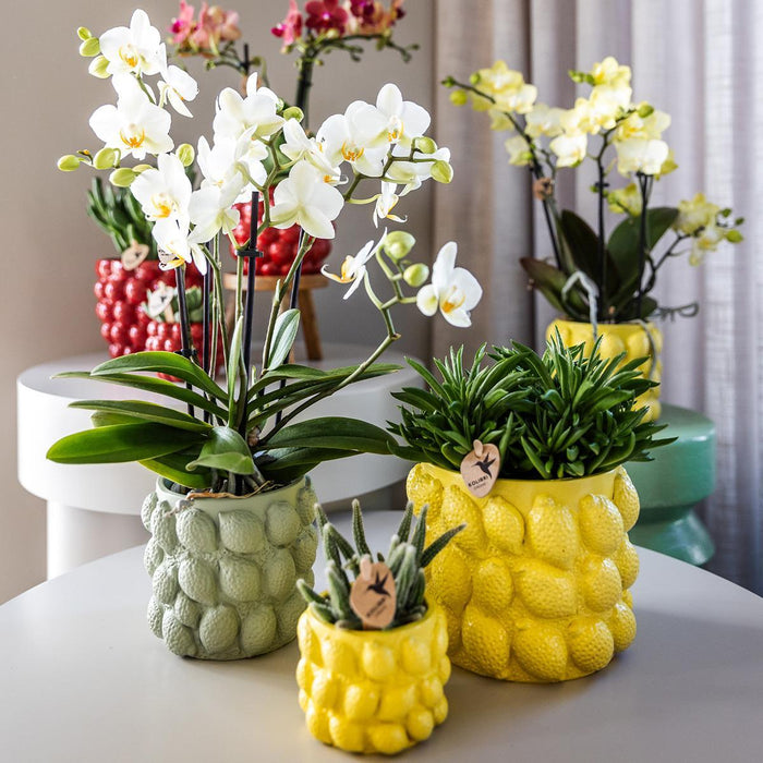 Kolibri Orchids | gele Phalaenopsis orchidee – Mexico + Citrus sierpot green – potmaat Ø9cm – 40cm hoog | bloeiende kamerplant in bloempot - vers van de kweker