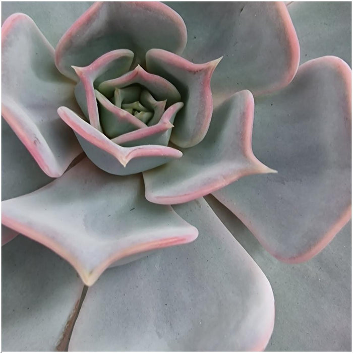 ROOTLESS Succulent Echeveria Lilacina op Muurdeco standaard zwart - ↕20cm - Ø20cm