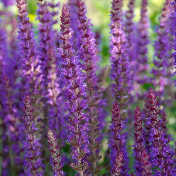 Salvia nem. 'Ostfriesland' - ↕10-25cm - Ø9cm - 12x