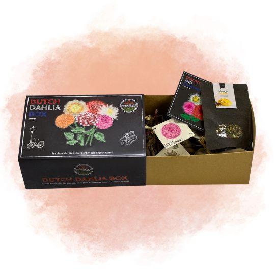 Flowerbulbs Amsterdam - Dutch Dahlia Box L, set van 6 dahlia's + Mango Kokos Thee, geschenk