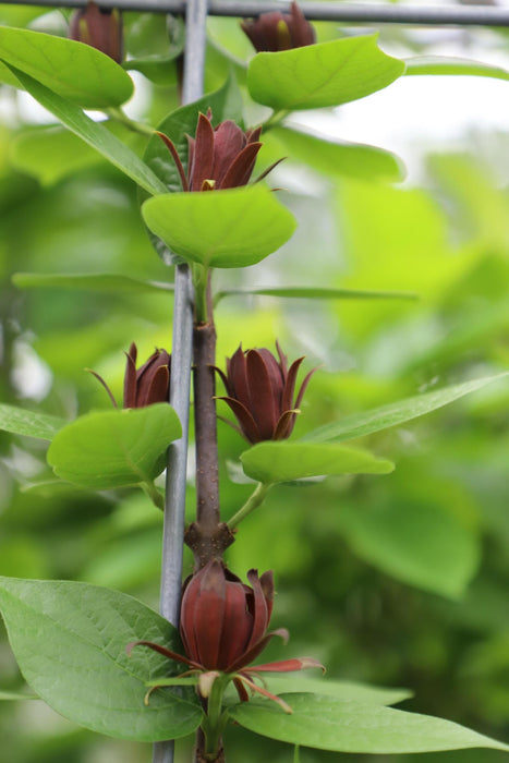 Calycanthus floridus - ↨180cm - 1 pcs