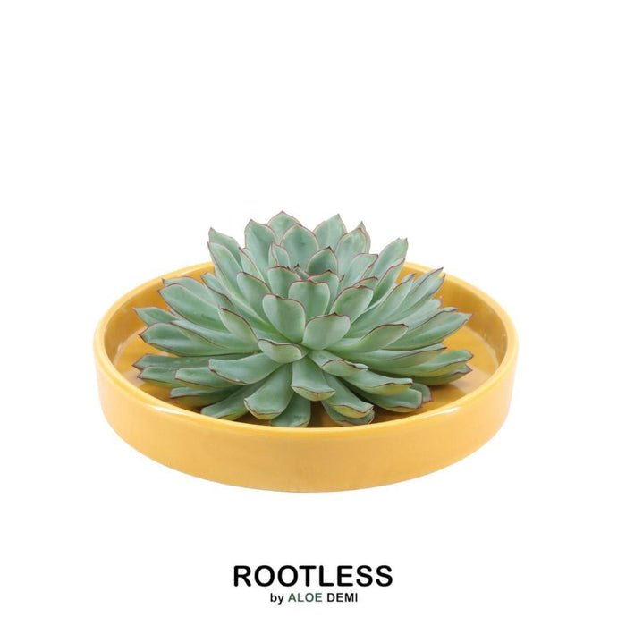 ROOTLESS Succulent Echeveria Pulidonis in schaal 'geel' Ø20 cm - ↕5 cm