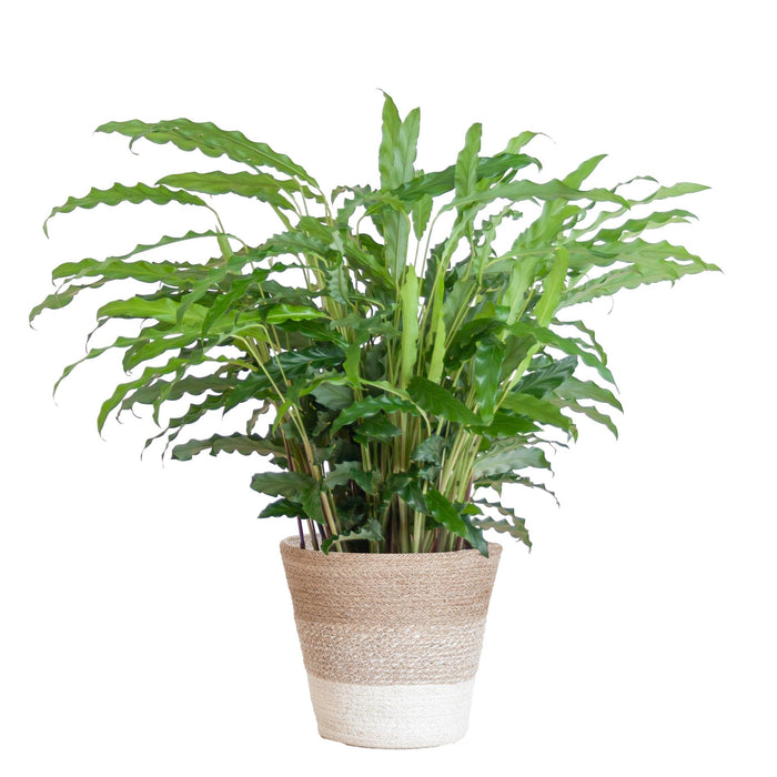 Calathea Rufibarba met Mand Lissabon wit - ↕55cm - Ø17cm