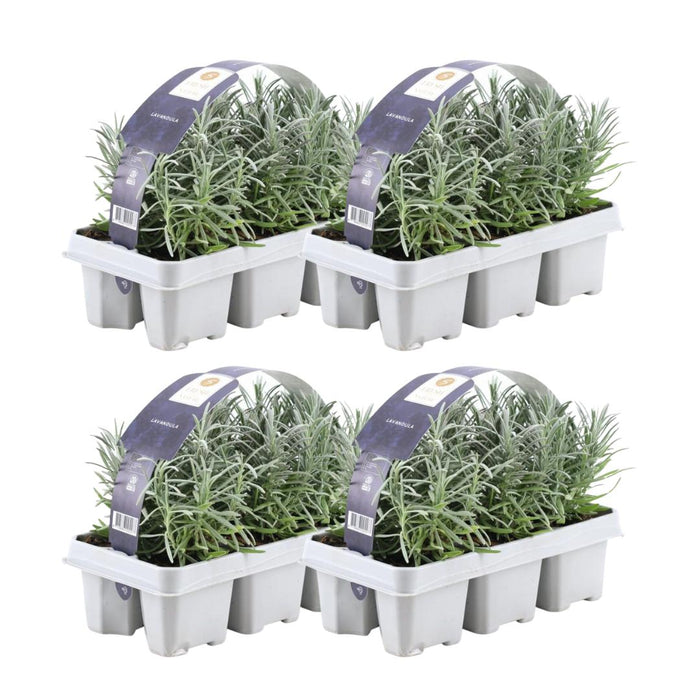 4 x 6er set Lavendel angustifolia - 24 x Ø7 cm - ↕15 cm