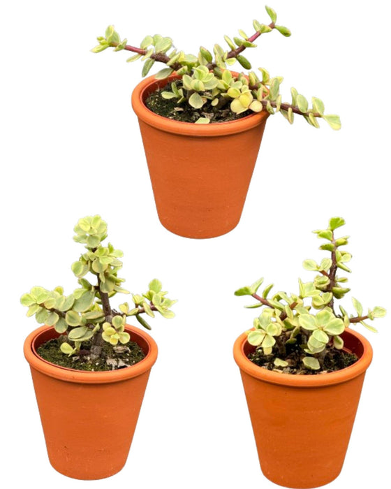 Succulenten- Portulacaria Afra- 8.5cm Ø- ↕️10-20cm- 3 stuks - Teracotta