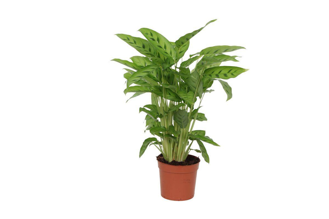 Calathea Leopardina - ↕40cm - Ø12cm