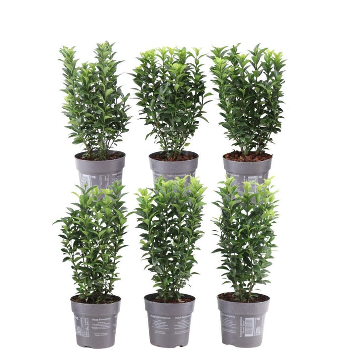 1 meter Groene Kardinaalsmuts haag - Euonymus japonicus 'Green Spire' - Set van 6 winterharde haagplanten - Groenblijvende haag - Vers van de kwekerij geleverd