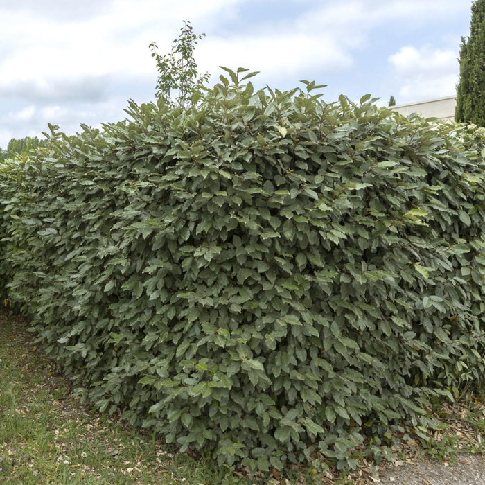 25 grote Olijfwilg planten voor 10 strekkende meter haag | ↕100-125 cm in 12 liter pot