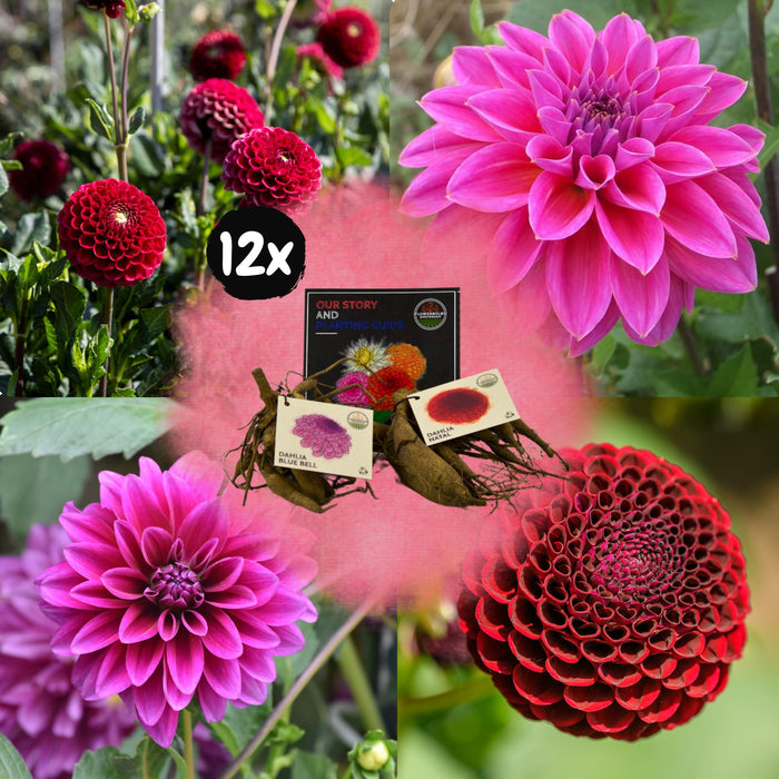 Flowerbulbs Amsterdam - Mix Gerard's Darlings, 6 Dahlia Natal & 6 Dahlia Blue Bell knollen voor 2m²