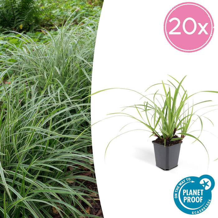 Carex morrowii 'Ice Dance' - ↕10-25cm - Ø9cm - 20x