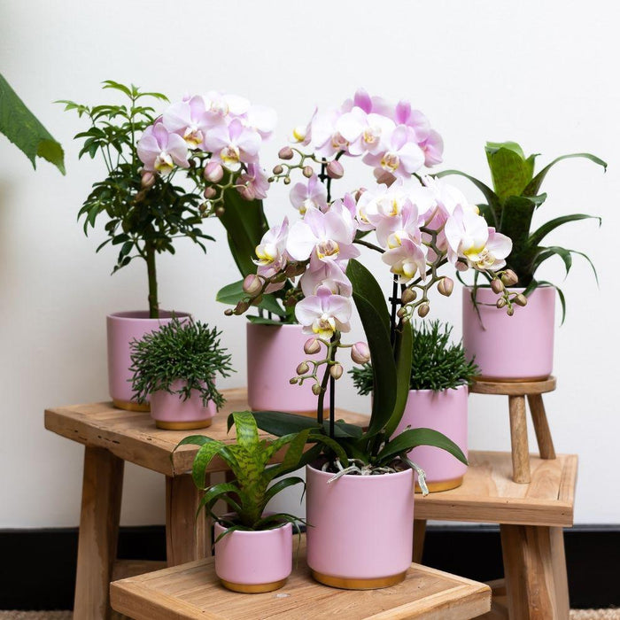 Complete Plantenset Gold foot pink  | Groene planten set met roze Phalaenopsis Orchidee en incl. keramieken sierpotten en accessoires