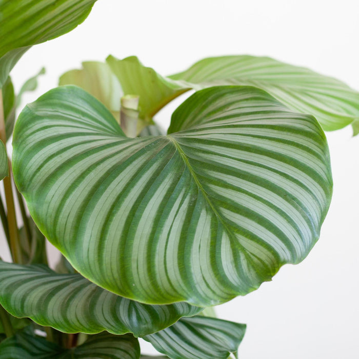 Calathea Orbifolia met Viber wit - ↕65cm - Ø21cm