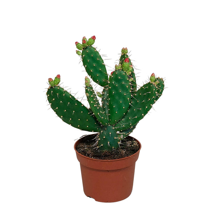 Opuntia quitensis 12 cm