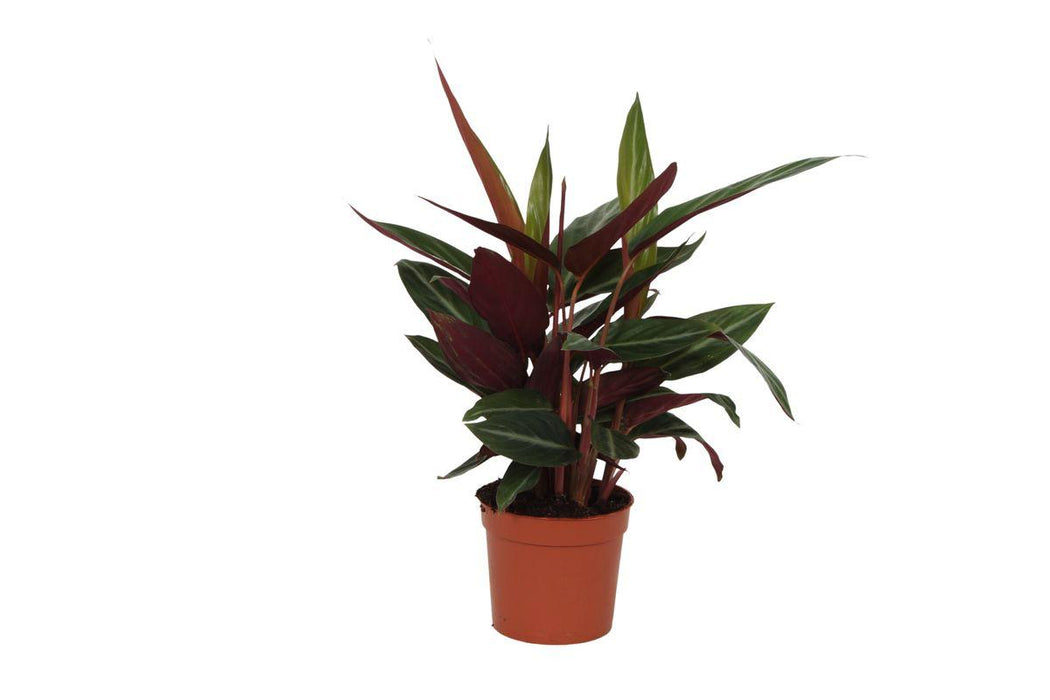 Calathea Stripestar - ↕40cm - Ø12cm