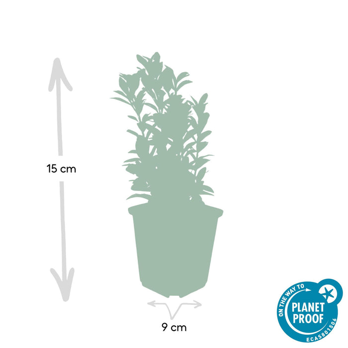 12x Euonymus Japonicus Green Spire (Buxus Vervanger) - ↕10-25cm - Ø9cm