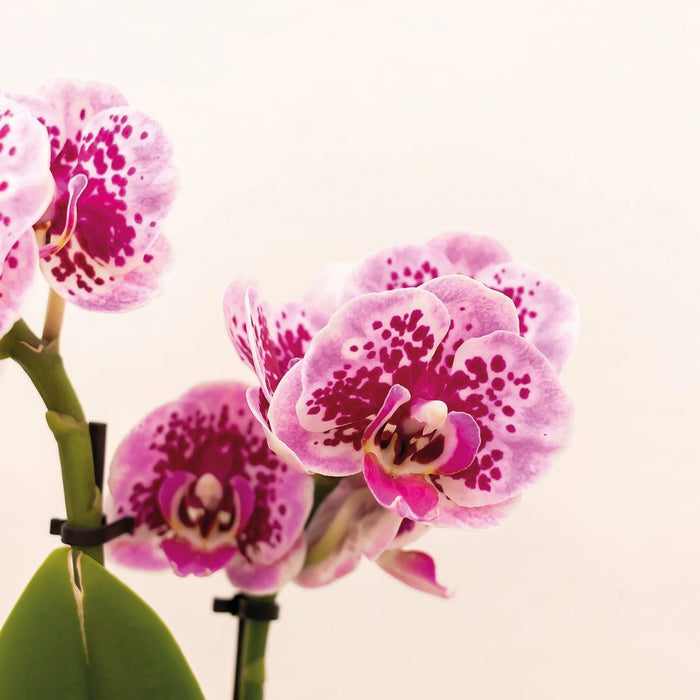 Kolibri Orchids | Roze paarse Phalaenopsis orchidee - El Salvador + Happy Mug sierpot wit- potmaat Ø9cm - 35cm hoog | bloeiende kamerplant - vers van de kweker