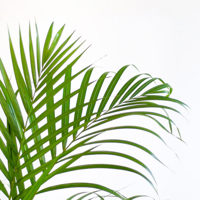 Areca Palm (Dypsis) met Viber wit - ↕100cm - Ø21cm