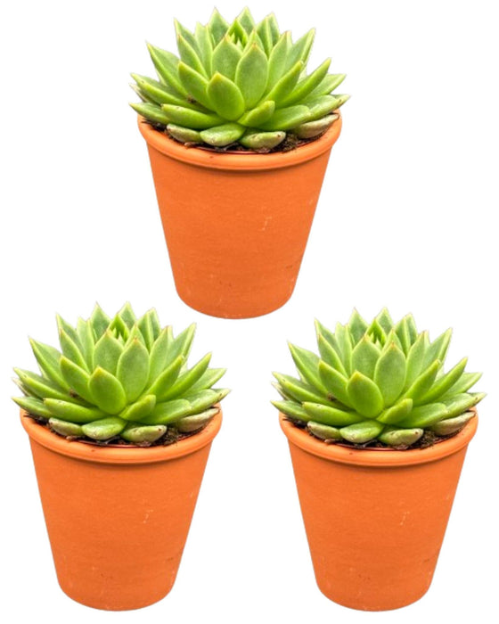 Succulenten - Echeveria Agavoides - 8.5cm Ø - ↕️9-14cm - 3 Stuks - terracotta