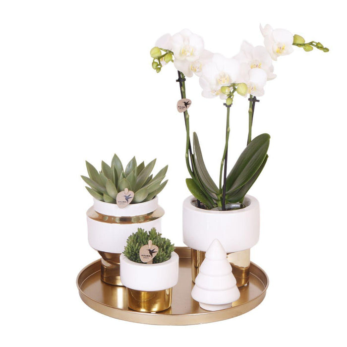 Kolibri Company | Gift set Christmas gold | Plantenset met witte Phalaenopsis Orchidee en Succulenten incl. keramieken sierpotten