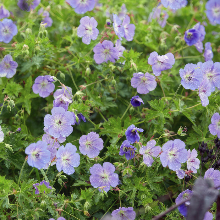 Geranium Rozanne - ↕25cm - Ø9cm - 12x