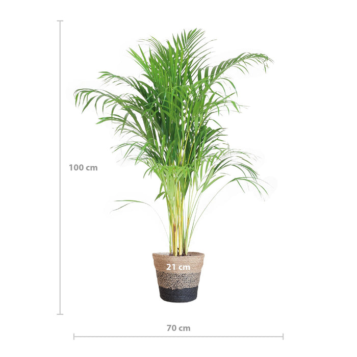 Areca Palm (Dypsis) met Lissabon mand zwart - ↕100cm - Ø21cm