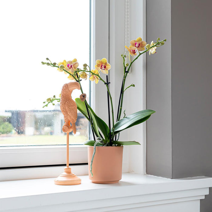 Kolibri Home | Ornament - Decoratie beeld Toucan - Peach