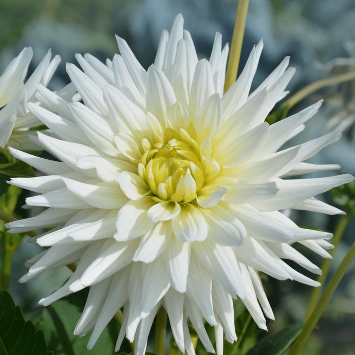 Flowerbulbs Amsterdam - Luxe Box Large, set van 6 Dutch dahlia's, 2 boxen voor ruim 2m²