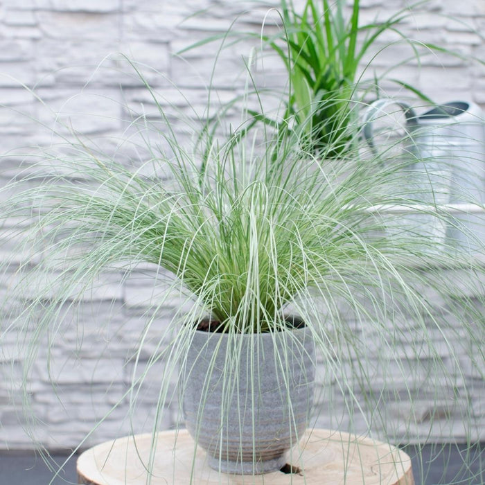 3 x Carex comans 'Frosted Curls' - Ø 14 cm - ↨ 25 cm