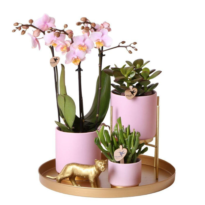 Complete Plantenset Gold foot pink  | Groene planten set met roze Phalaenopsis Orchidee en incl. keramieken sierpotten en accessoires