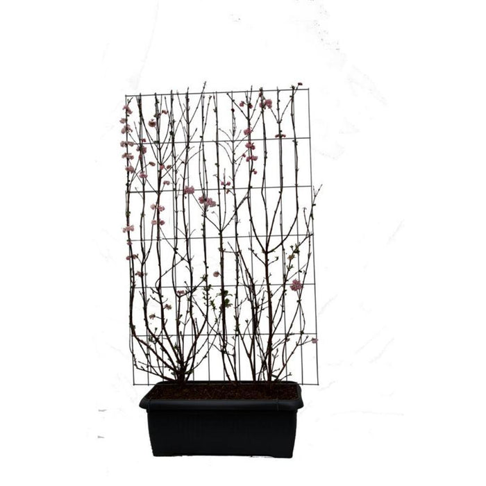 Viburnum bodnantense 'Dawn' - ↕180cm - 1 pcs