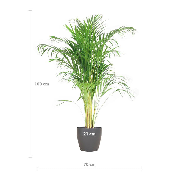 Areca Palm (Dypsis) met Viber Grijs - ↕100cm - Ø21cm